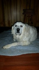 Great Pyrenees Dogs for adoption in Batavia, NY, USA