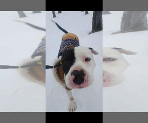 Mutt Dogs for adoption in Alexander, AR, USA