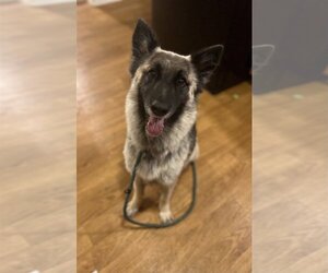 German Shepherd Dog-Norwegian Elkhound Mix Dogs for adoption in Chico, CA, USA