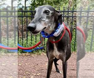 Greyhound Dogs for adoption in Cherry Hill, NJ, USA