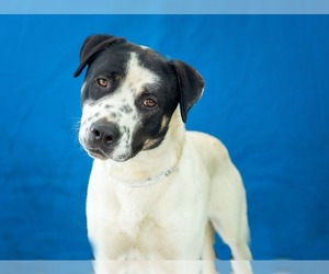 Borador Dogs for adoption in Pasadena, CA, USA