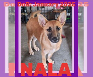 German Shepherd Dog-Unknown Mix Dogs for adoption in Sebec, ME, USA