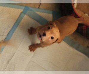 American Bulldog-Unknown Mix Dogs for adoption in Sanford, FL, USA