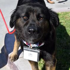 Medium Photo #1 Australian Shepherd-Unknown Mix Puppy For Sale in San Diego, CA, USA