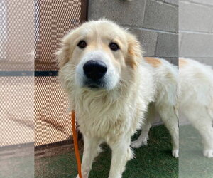 Great Pyrenees-Unknown Mix Dogs for adoption in Lakewood, CO, USA