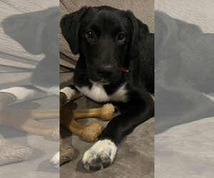 Border Collie-Unknown Mix Dogs for adoption in Fenton, MO, USA