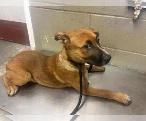Labrador Retriever-Unknown Mix Dogs for adoption in Downey, CA, USA