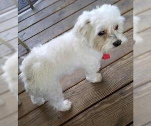 Maltipoo Dogs for adoption in Clifton, TX, USA