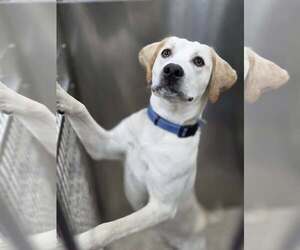 Mutt Dogs for adoption in Martinsburg, WV, USA