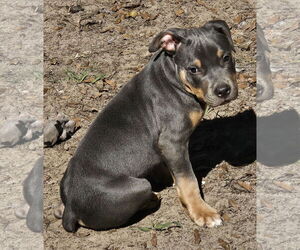 American Pit Bull Terrier Dogs for adoption in Melrose, FL, USA