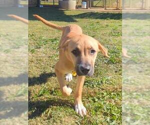 Anatolian Shepherd-Unknown Mix Dogs for adoption in Plano, TX, USA