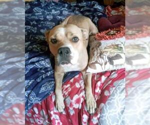 American Bulldog-Unknown Mix Dogs for adoption in Plantation, FL, USA