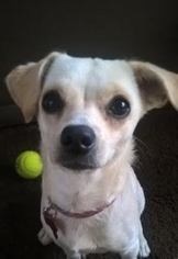 Medium Photo #1 Chug Puppy For Sale in San Luis Rey, CA, USA