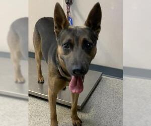 German Shepherd Dog-Unknown Mix Dogs for adoption in Visalia, CA, USA