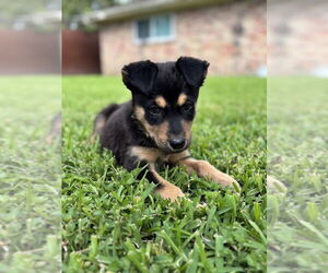 German Shepherd Dog-Unknown Mix Dogs for adoption in Lakewood, CO, USA