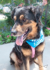 Medium Photo #1 Rottweiler-Unknown Mix Puppy For Sale in Dallas, TX, USA