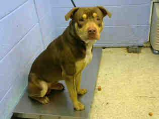 Rottweiler-American Pit Bull Terrier Dogs for adoption in Atlanta, GA, USA