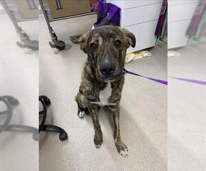 Alaskan Malamute-Labrador Retriever Mix Dogs for adoption in Fairbanks, AK, USA