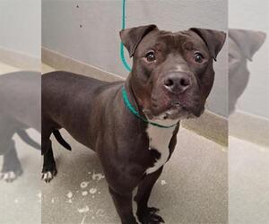 Mutt Dogs for adoption in Las Vegas, NV, USA