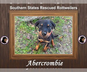 Mutt Dogs for adoption in White Hall, AR, USA