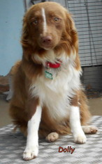 Australian Shepherd Dogs for adoption in Oskaloosa, IA, USA