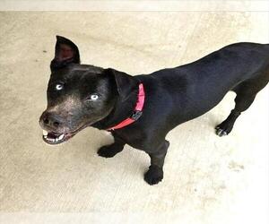 German Shepherd Dog Dogs for adoption in Derwood, MD, USA