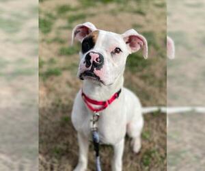 Boxer Dogs for adoption in Fayetteville, GA, USA