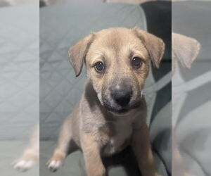 Mutt Dogs for adoption in Polson, MT, USA