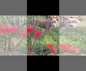 American Pit Bull Terrier Dogs for adoption in Texarkana, TX, USA