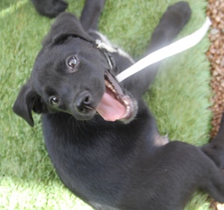 Medium Photo #7 Mutt Puppy For Sale in phoenix, AZ, USA