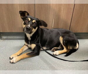 Rat-Cha Dogs for adoption in Baytown, TX, USA
