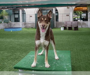 Siberian Husky-Unknown Mix Dogs for adoption in Pasadena, CA, USA