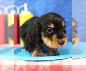 Chiweenie Dogs for adoption in Wakefield, RI, USA