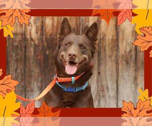 Australian Kelpie Dogs for adoption in Ojai, CA, USA