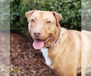 Bulldog-Unknown Mix Dogs for adoption in Brownsboro, AL, USA