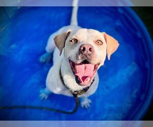 Labrador Retriever-Unknown Mix Dogs for adoption in Orlando, FL, USA