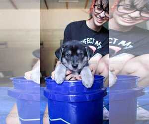 Siberian Husky Dogs for adoption in Holly Springs, NC, USA
