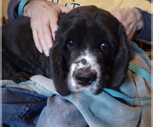 Cocker Spaniel Dogs for adoption in Sioux Falls, SD, USA