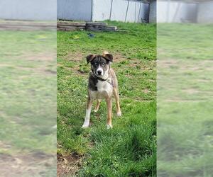 Siberian Husky-Unknown Mix Dogs for adoption in Fruit Heights, UT, USA