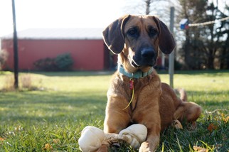 Medium Photo #1 Redbone Coonhound-Unknown Mix Puppy For Sale in Hinton, WV, USA
