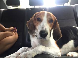 American Foxhound Dogs for adoption in Columbia, MD, USA