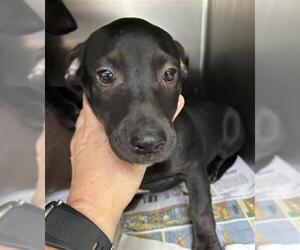 Labrador Retriever-Unknown Mix Dogs for adoption in Visalia, CA, USA
