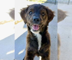 Bo-Dach Dogs for adoption in Green Forest, AR, USA