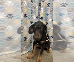 Doberman Pinscher Dogs for adoption in Rosenberg, TX, USA