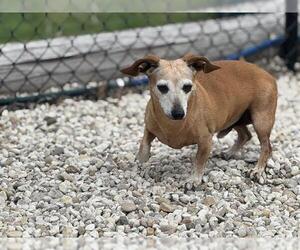 Dachshund Dogs for adoption in Waco, TX, USA