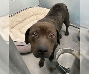 Labrador Retriever Dogs for adoption in Tavares, FL, USA