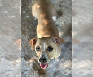 Chihuahua-Unknown Mix Dogs for adoption in Oak Bluffs, MA, USA