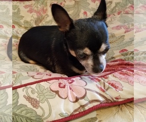 Chihuahua Dogs for adoption in Chatham, VA, USA