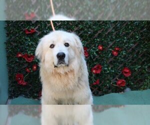 Great Pyrenees Dogs for adoption in Charlotte, NC, USA