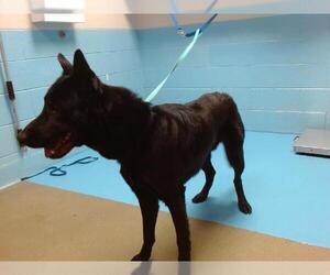 German Shepherd Dog Dogs for adoption in Moreno Valley, CA, USA